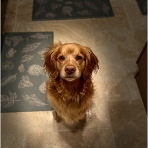 Meet your Posher, Sam